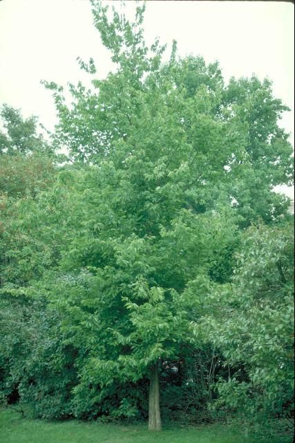 Figure 1. Mature Celtis occidentalis 'Prairie Pride': 'Prairie Pride' Common Hackberry