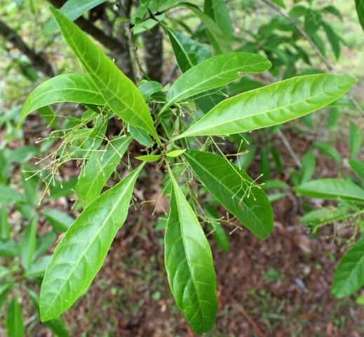 Figure 2. Leaf—Chionanthus virginicus: Fringetree