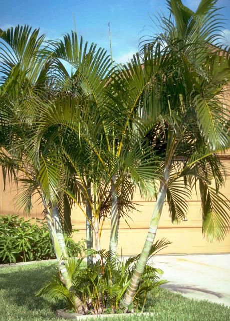 Figure 1. Mature Chrysalidocarpus lutescens: Yellow Butterfly Palm