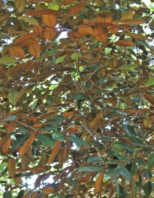 Figure 5. Canopy—Chrysophyllum oliviforme: Satinleaf