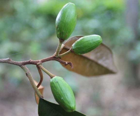 Figure 6. Fruit—Chrysophyllum oliviforme: Satinleaf