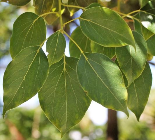 Figure 3. Leaf—Cinnamomum camphora: camphor-tree