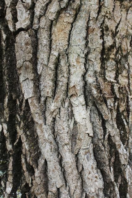 Figure 6. Bark—Cinnamomum camphora: camphor-tree