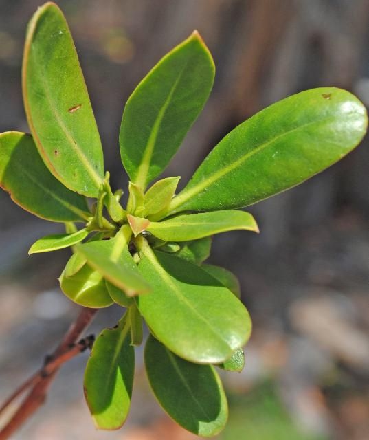 Figure 3. Leaf—Conocarpus erectus: Buttonwood
