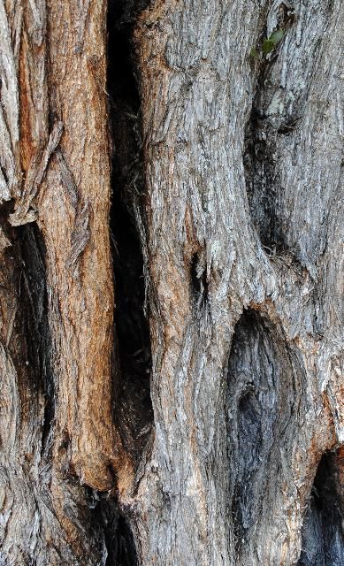 Figure 6. Bark—Conocarpus erectus: Buttonwood