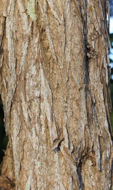 Figure 5. Bark—Conocarpus erectus var. sericeus: Silver buttonwood