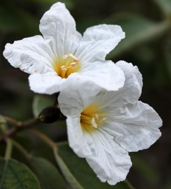 Figure 4. Flower—Cordia boissieri: Texas olive