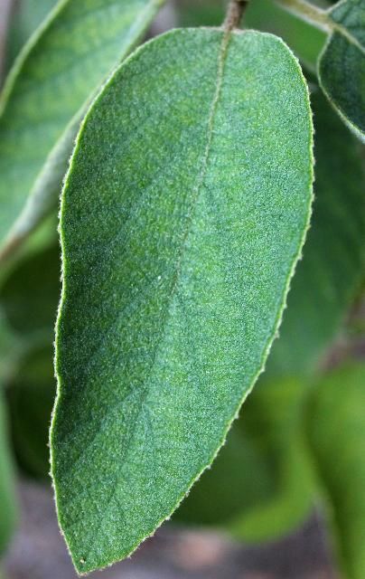 Figure 3. Leaf—Cordia boissieri: Texas olive