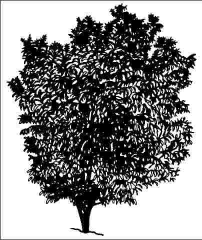 Figure 1. Middle-aged Cornus drummondii: Roughleaf dogwood