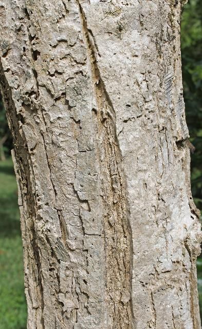 Figure 6. Bark—Crescentia cujete: Calabash