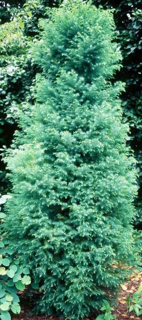 Figure 1. Middle-aged Cryptomeria japonica 'Elegans': 'Elegans' Japanese cedar.