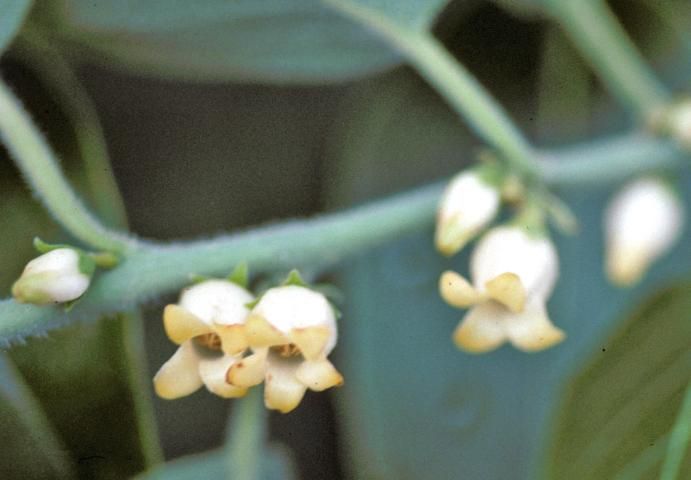 Figure 4. Flower—Diospyros virginiana: common persimmon