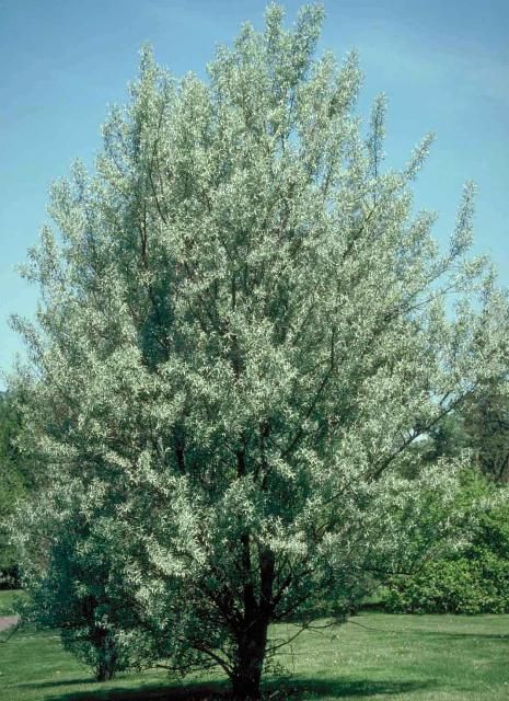 Figure 1. Middle-aged Elaeagnus angustifolia: Russian olive