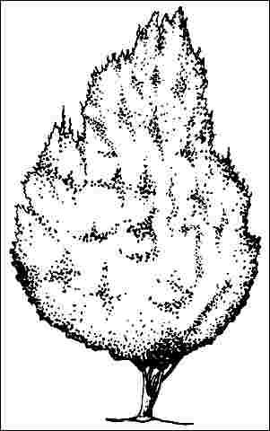 Figure 1. Middle-aged Fagus sylvatica 'Dawyck': 'Dawyck' European Beech