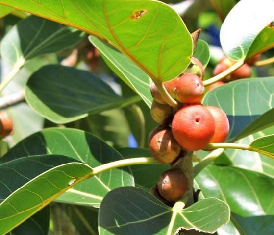 Figure 3. Fruit—Ficus aurea: Strangler fig
