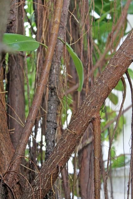 Figure 4. Bark—Ficus elastic: Rubber tree