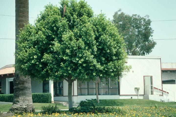 Figure 1. Mature Ficus retusa: Cuban-Laurel