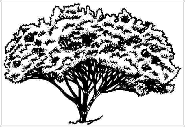 Figure 1. Mature Ficus retusa 'Green Gem': 'Green Gem' Cuban-Laurel