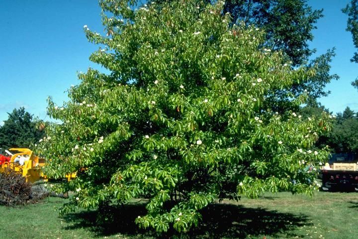 Figure 1. Middle-aged Franklinia alatamaha: Franklin-Tree