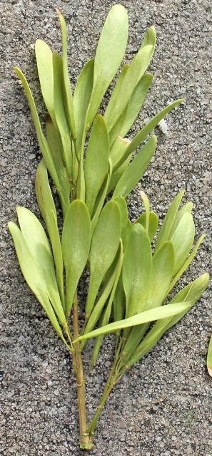 Figure 5. Fruit—Fraxinus pennsylvanica: Green ash