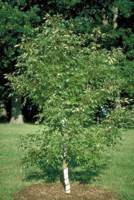 Figure 1. Middle-aged Fraxinus texensis: Texas Ash