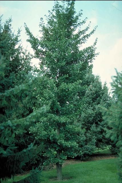 Figure 1. Middle-aged Ginkgo biloba 'Fastigiata': 'Fastigiata' Maidenhair Tree
