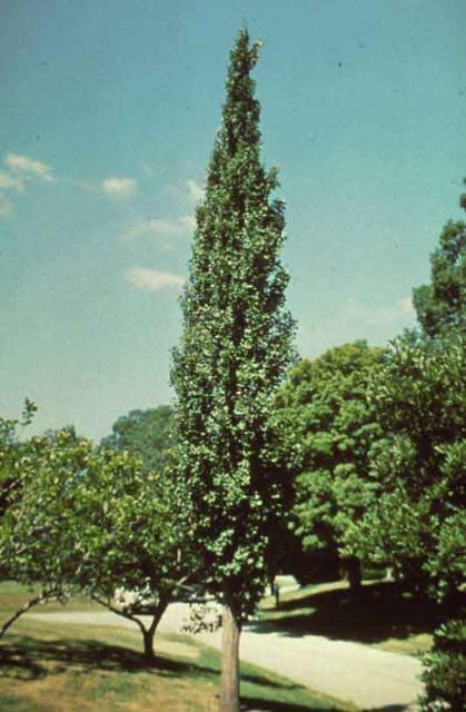 Figure 1. Middle-aged Ginkgo biloba 'Lakeview': 'Lakeview' Maidenhair Tree