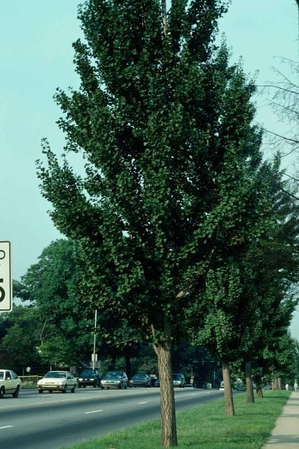 Figure 1. Middle-aged Ginkgo biloba 'Princeton Sentry': 'Princeton Sentry' Maidenhair Tree