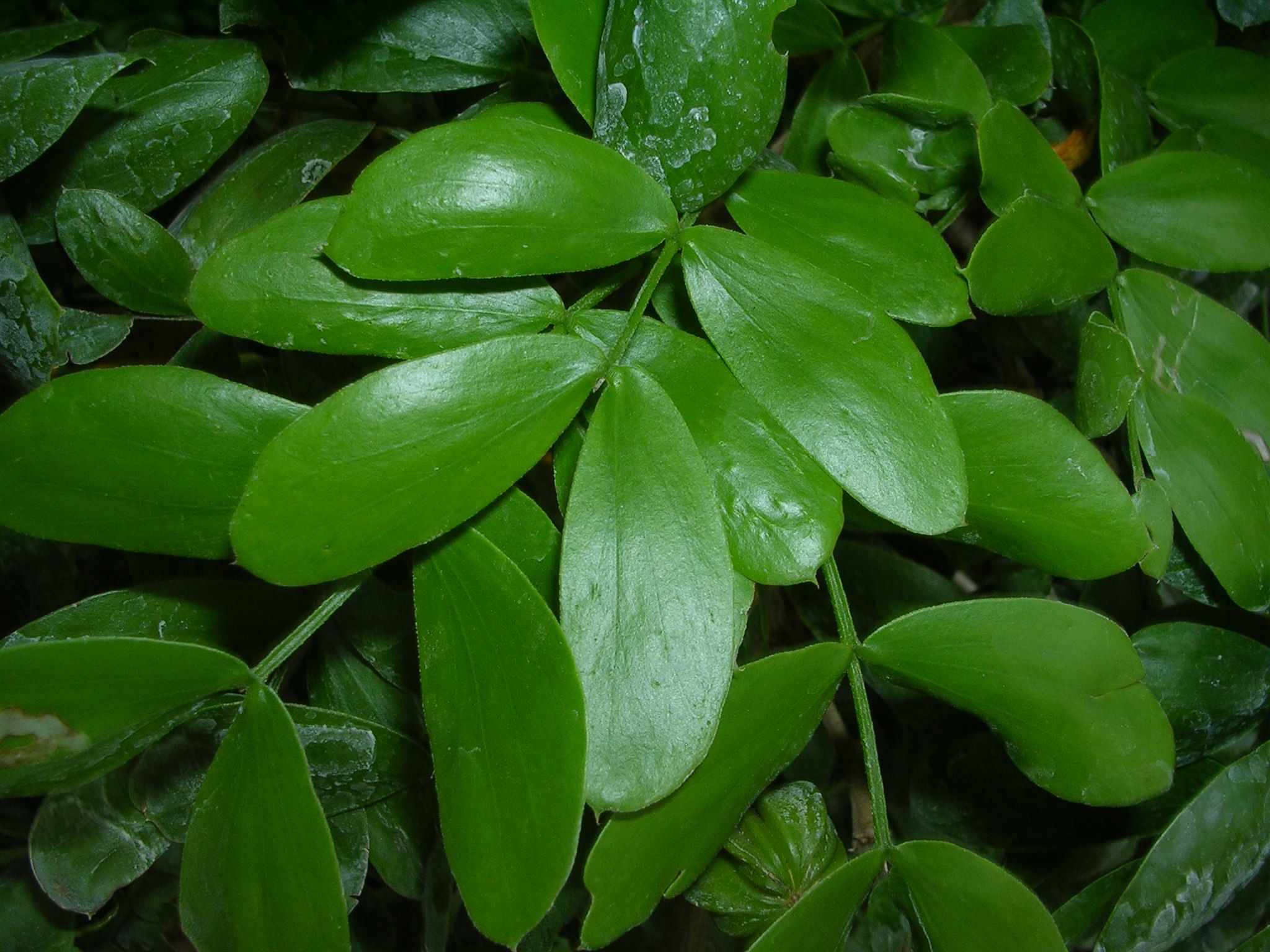 Leaf—Guaiacum sanctum: Lignum vitae