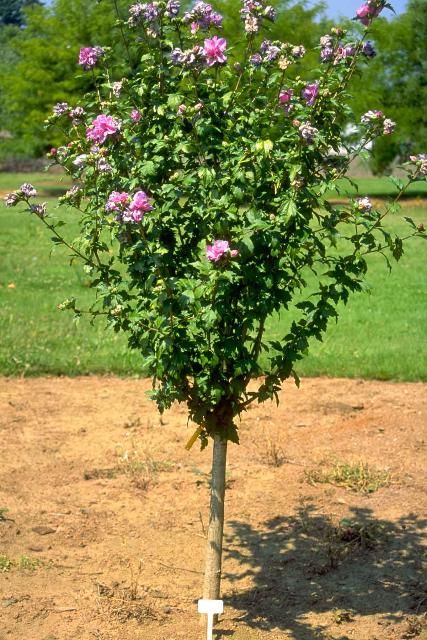 Figure 1. Middle-aged Hibiscus syriacus: Rose-of-Sharon