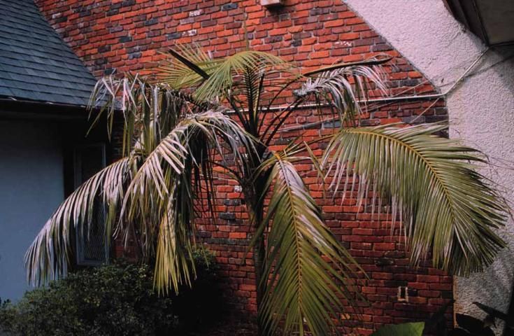 Manganese deficient kentia palm.