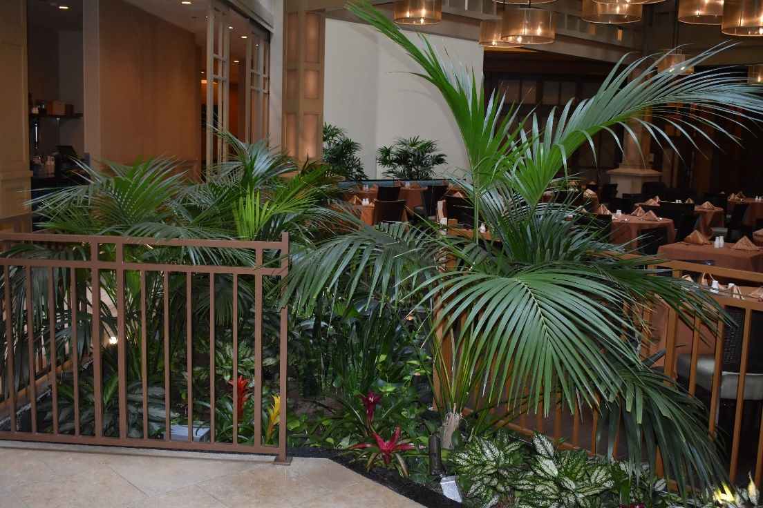 Juvenile kentia palm used in the interiorscape.