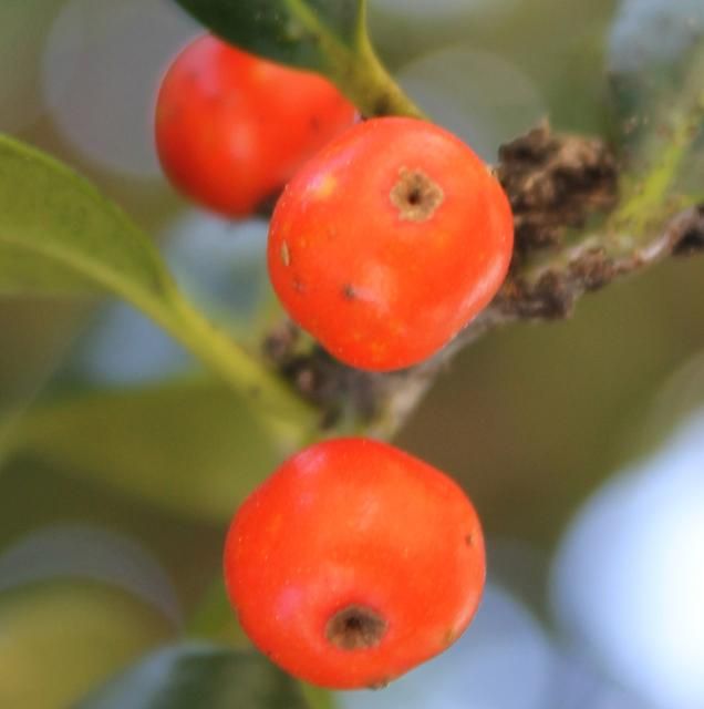 Figure 4. Fruit—llex opaca: American holly
