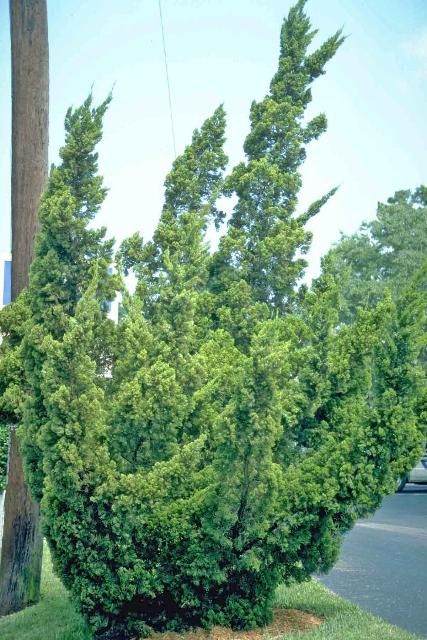 Figure 1. Middle-aged Juniperus chinensis 'Torulosa': 'Torulosa' Juniper