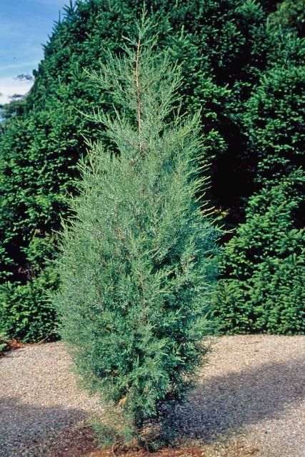 Figure 1. Middle-aged Juniperus virginiana 'Burkii': Burk Eastern Redcedar