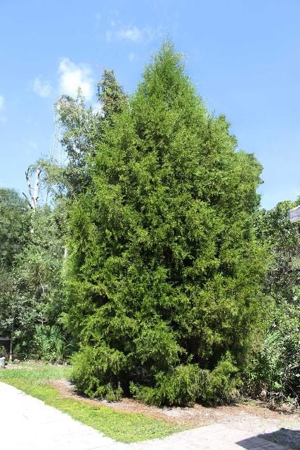 Figure 1. Full Form - Juniperus virginiana: red cedar