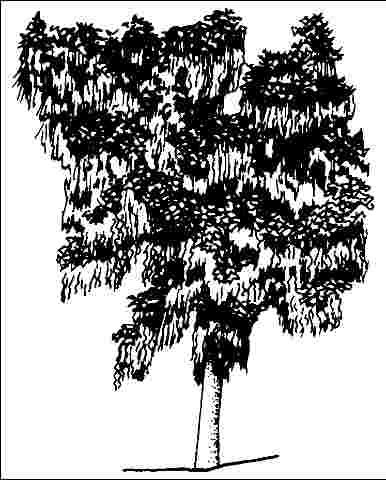 Figure 1. Middle-aged Laburnum spp.: Goldenchain Tree