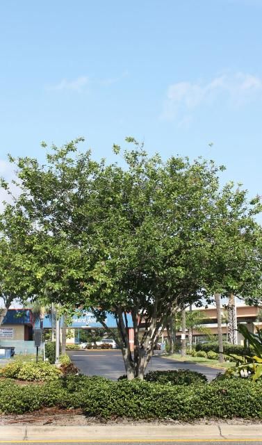 Figure 1. Full Form - Lagerstroemia indica: crapemyrtle