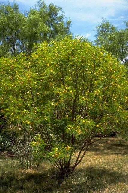 Figure 1. Middle-aged Leucaena retusa: Goldenball Leadtree