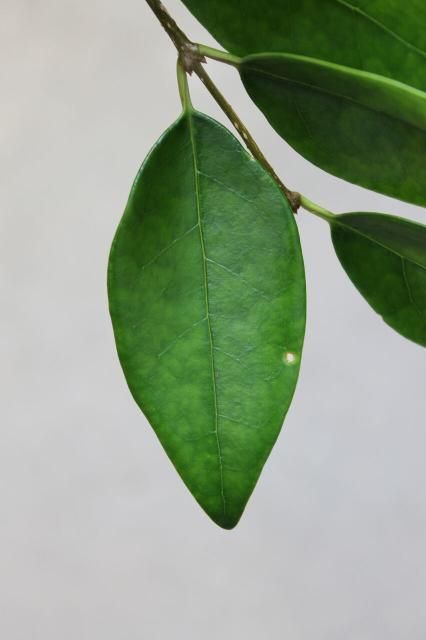 Figure 3. Leaf - Ligustrum japonicum: Japanese privet