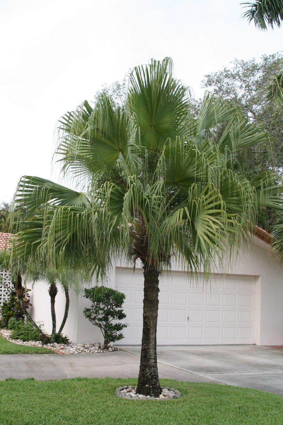 Chinese fan palm showing round canopy of green leaves. Dead leaves have been pruned for appearance.