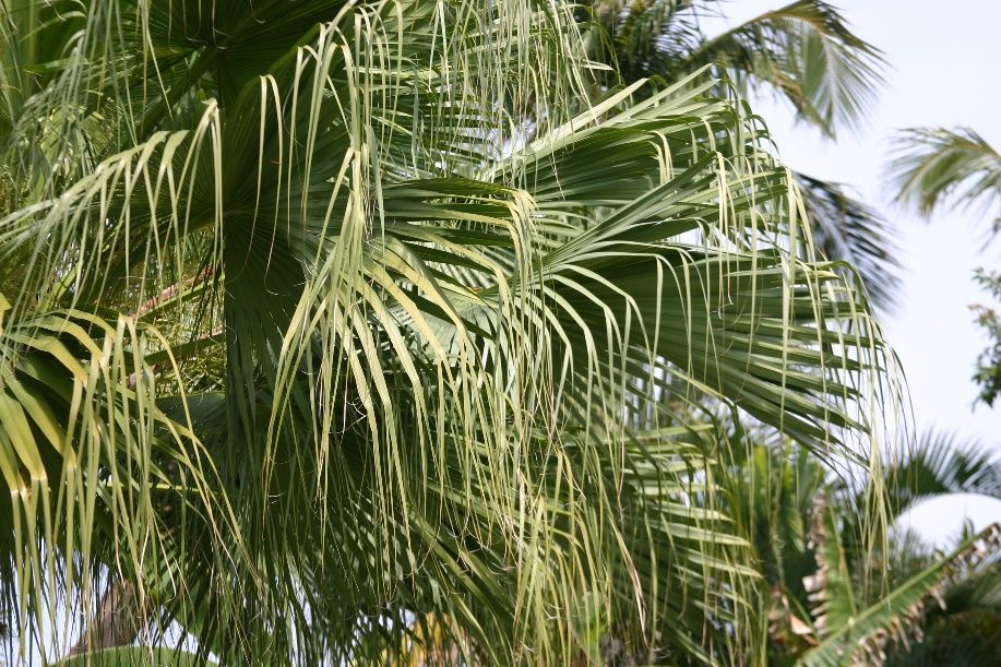Juvenile palm showing fountain-like effect of foliage.