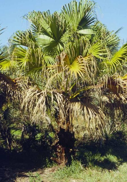 Chinese fan palm dying from lethal yellowing.