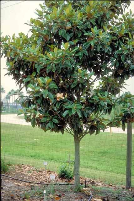 Figure 1. Middle-aged Magnolia grandiflora 'Glen St. Mary': 'Glen St. Mary' Southern Magnolia