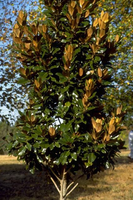 Figure 1. Young Magnolia grandiflora 'Hasse': 'Hasse' Southern Magnolia