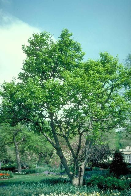 Middle-aged Magnolia denudata: Yulan Magnolia