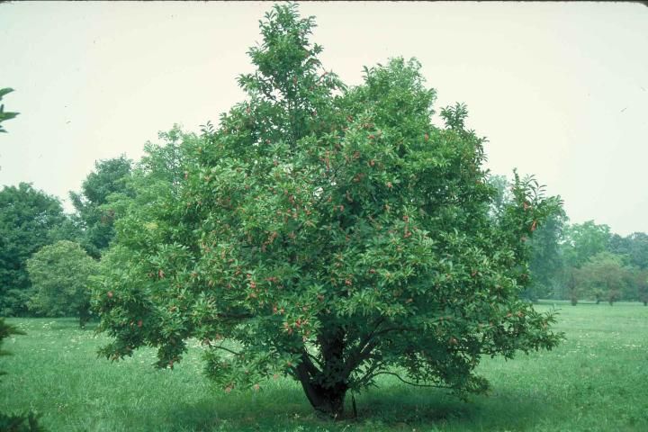 Figure 1. Mature Magnolia kobus: Kobus Magnolia