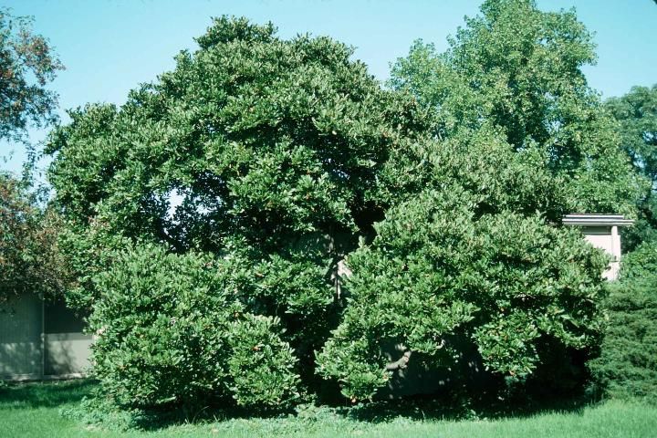 Figure 1. Middle-aged Magnolia kobus var. stellata 'Rosea Jane Platt': 'Rosea Jane Platt' Star Magnolia
