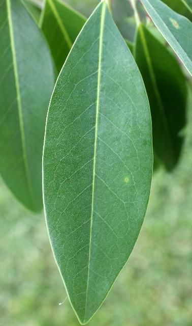 Figure 3. Leaf, Top - Magnolia virginiana: sweetbay magnolia