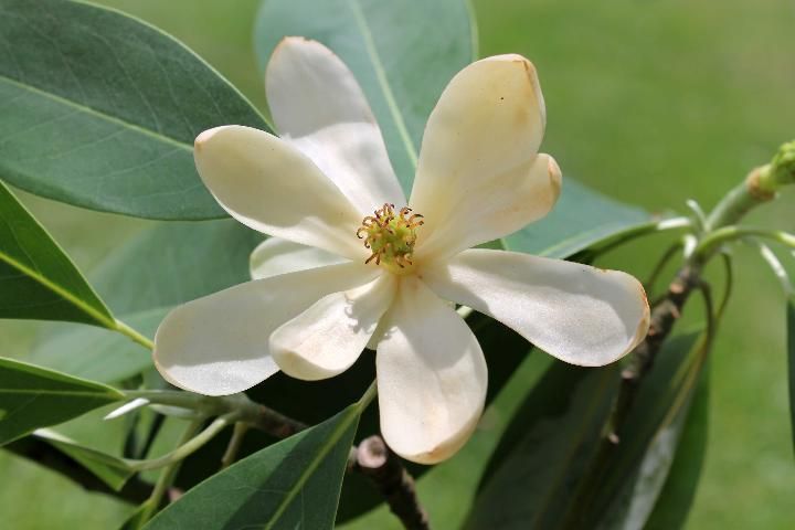 Figure 5. Flower - Magnolia virginiana: sweetbay magnolia